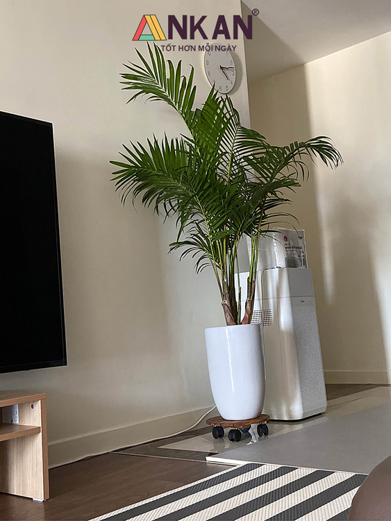 Đế Lót Chậu Cây Có Bánh Xe Màu Vàng D30cm 12 de lot 12