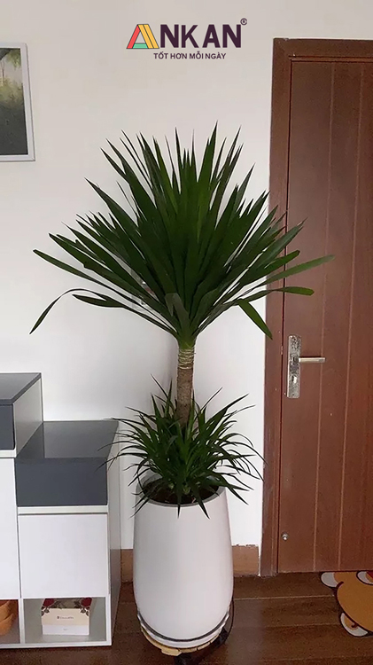 Đế Lót Chậu Cây Có Bánh Xe Màu Vàng D30cm 8 đế lót chậu cây có bánh xe