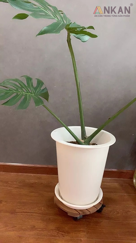 Đế Lót Chậu Cây Có Bánh Xe Màu Vàng D30cm 11 de lot chau cay 19