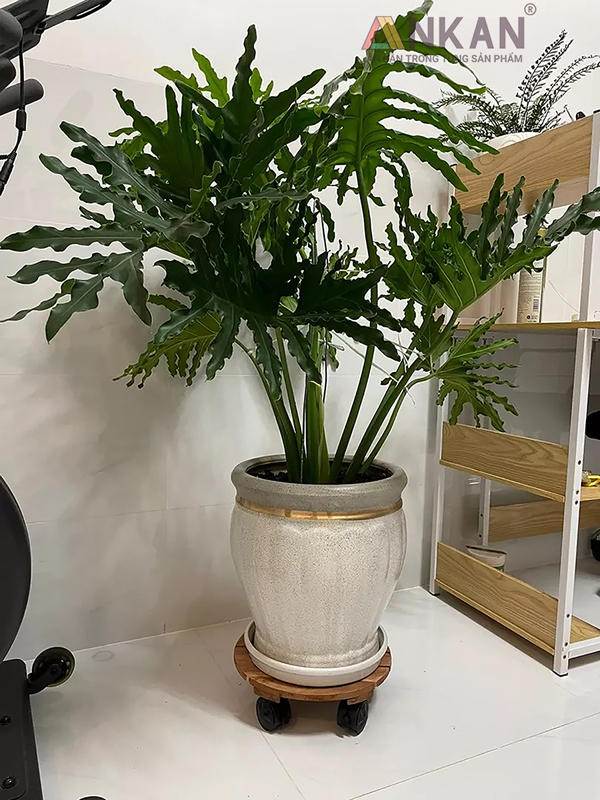 Đế Lót Chậu Cây Có Bánh Xe Màu Vàng D30cm 13 de lot chau cay 23