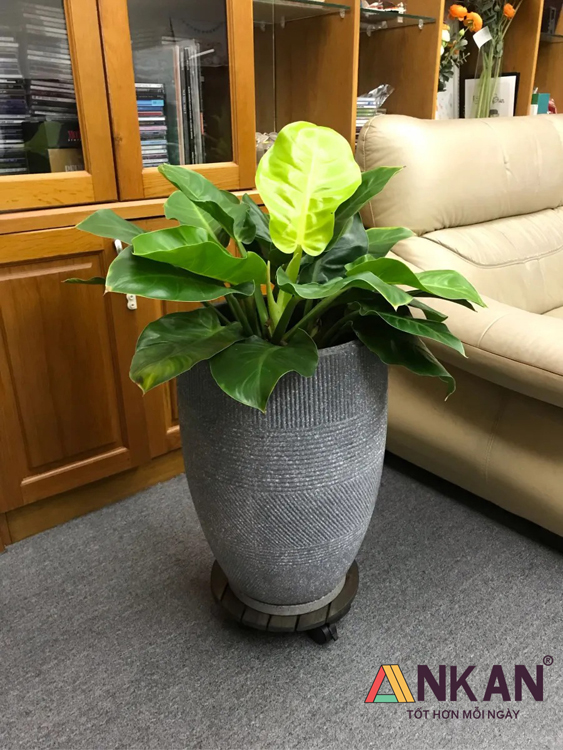 Đế Lót Chậu Cây Cảnh Màu Đen - Tròn 30cm 8 de lot chau cay tron den 30cm 1