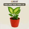 Chậu Nhựa Xoắn Trồng Cây Cảnh Mini ANKAN 20 chau nhua 100