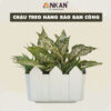 Chậu Nhựa Trồng Cây Thông Minh Treo Tường