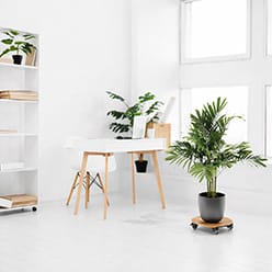 Đế Lót Chậu Cây