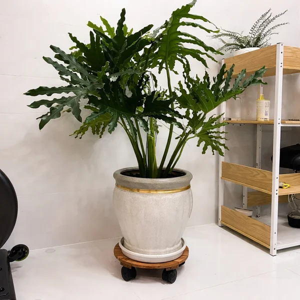 Đế lót chậu cây
