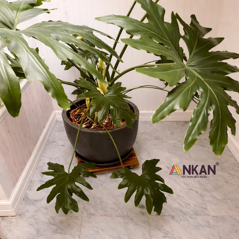 Đế Chậu Cây Vuông Vàng 35cm – Tải 120kg 21 Thương hiệu ANKAN Đế Chậu Cây Vuông Vàng 35cm – Tải 120kg